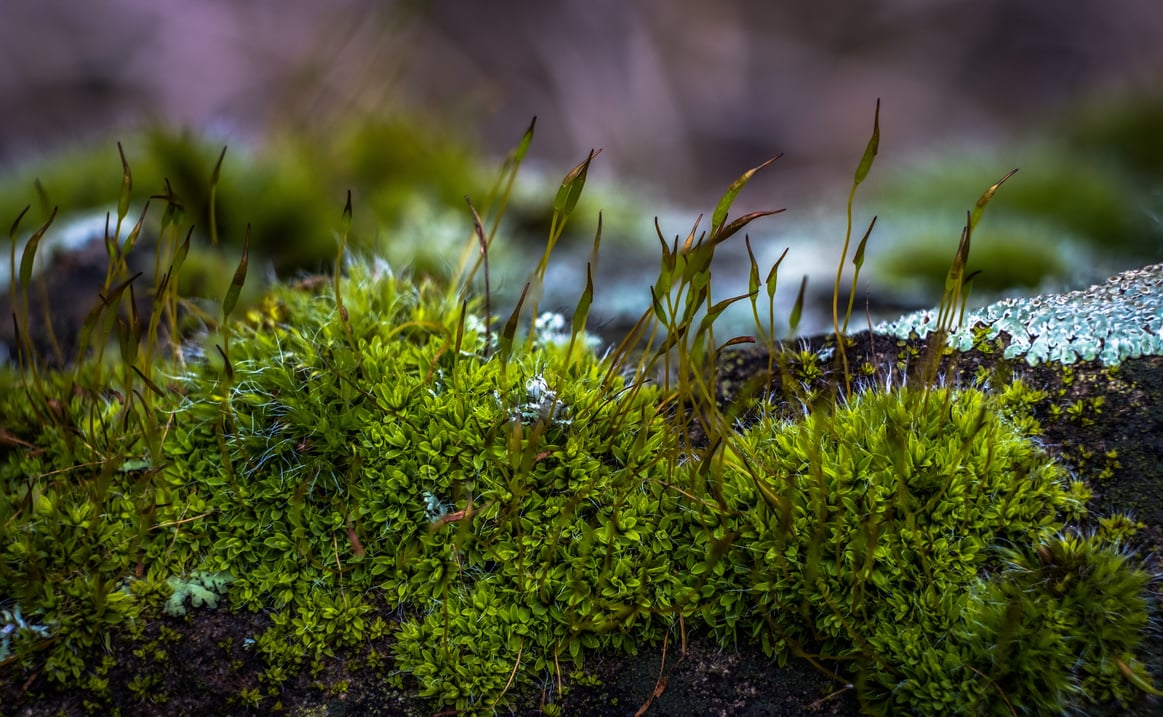 Moss in Nature