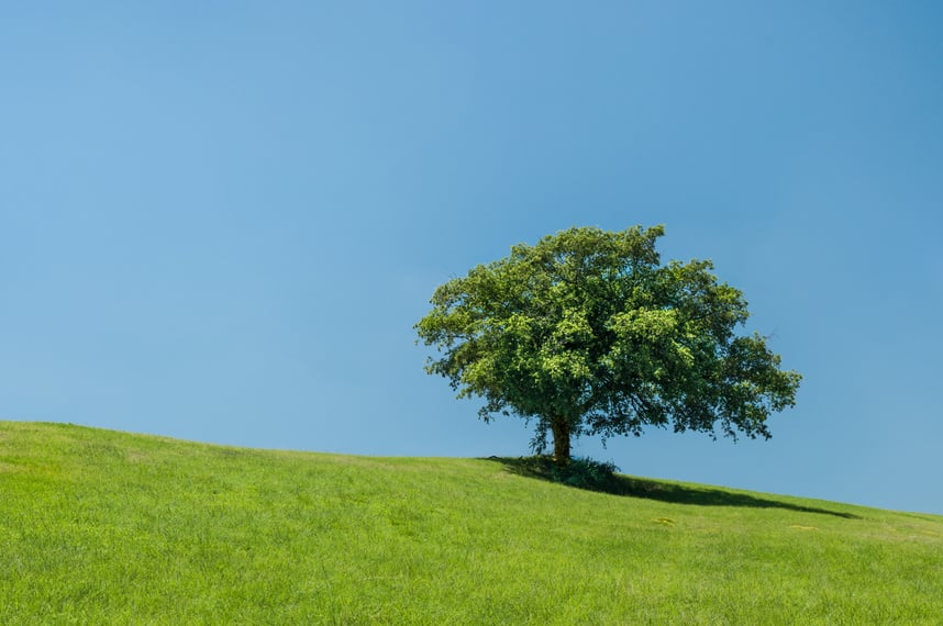 Tree in Nature