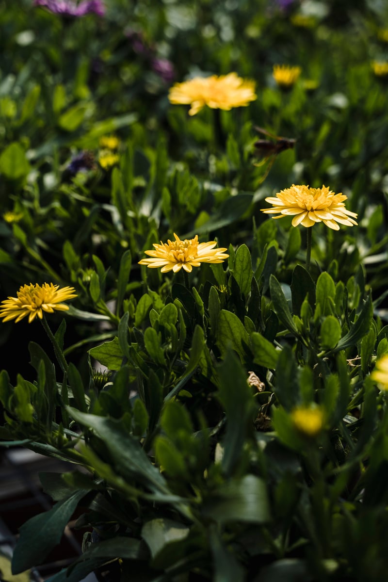 Blooming dandelions growing in nature