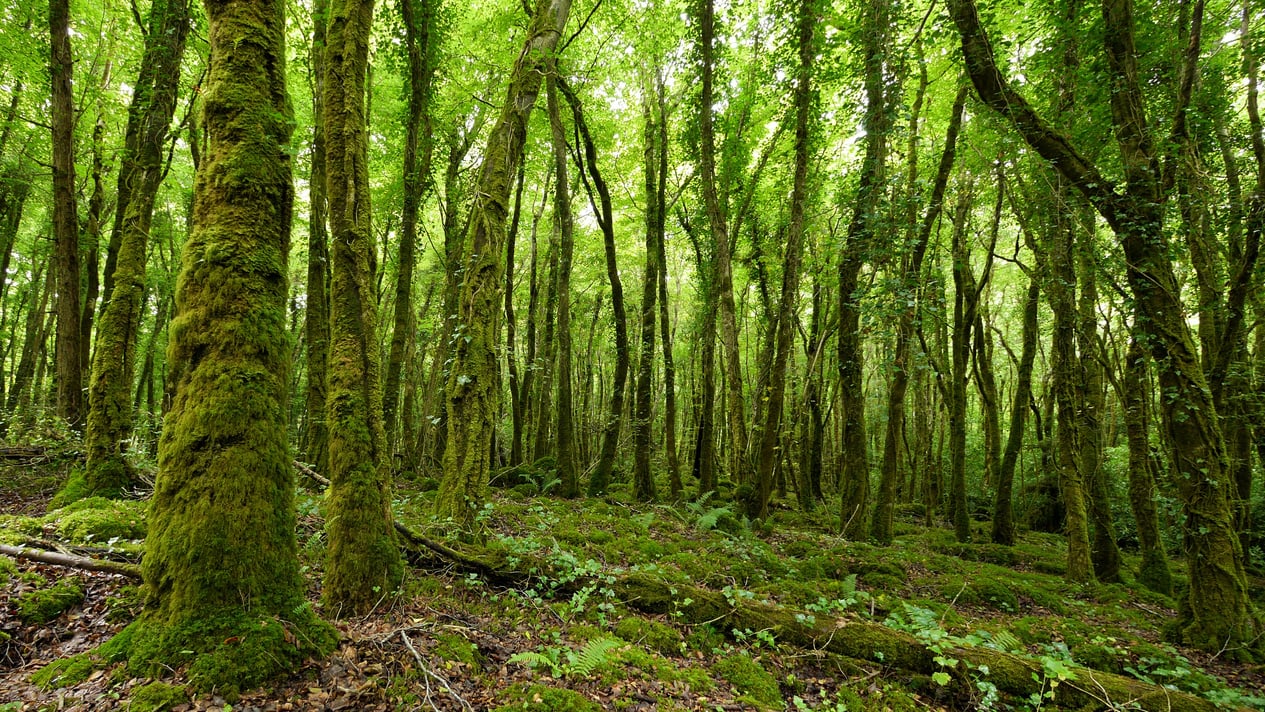 Mossy Trees in the Forest, Ireland