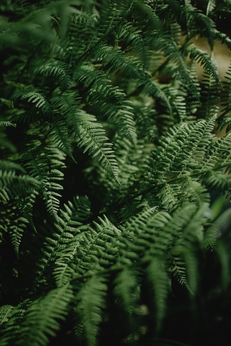 Natural Green Fern Leaves