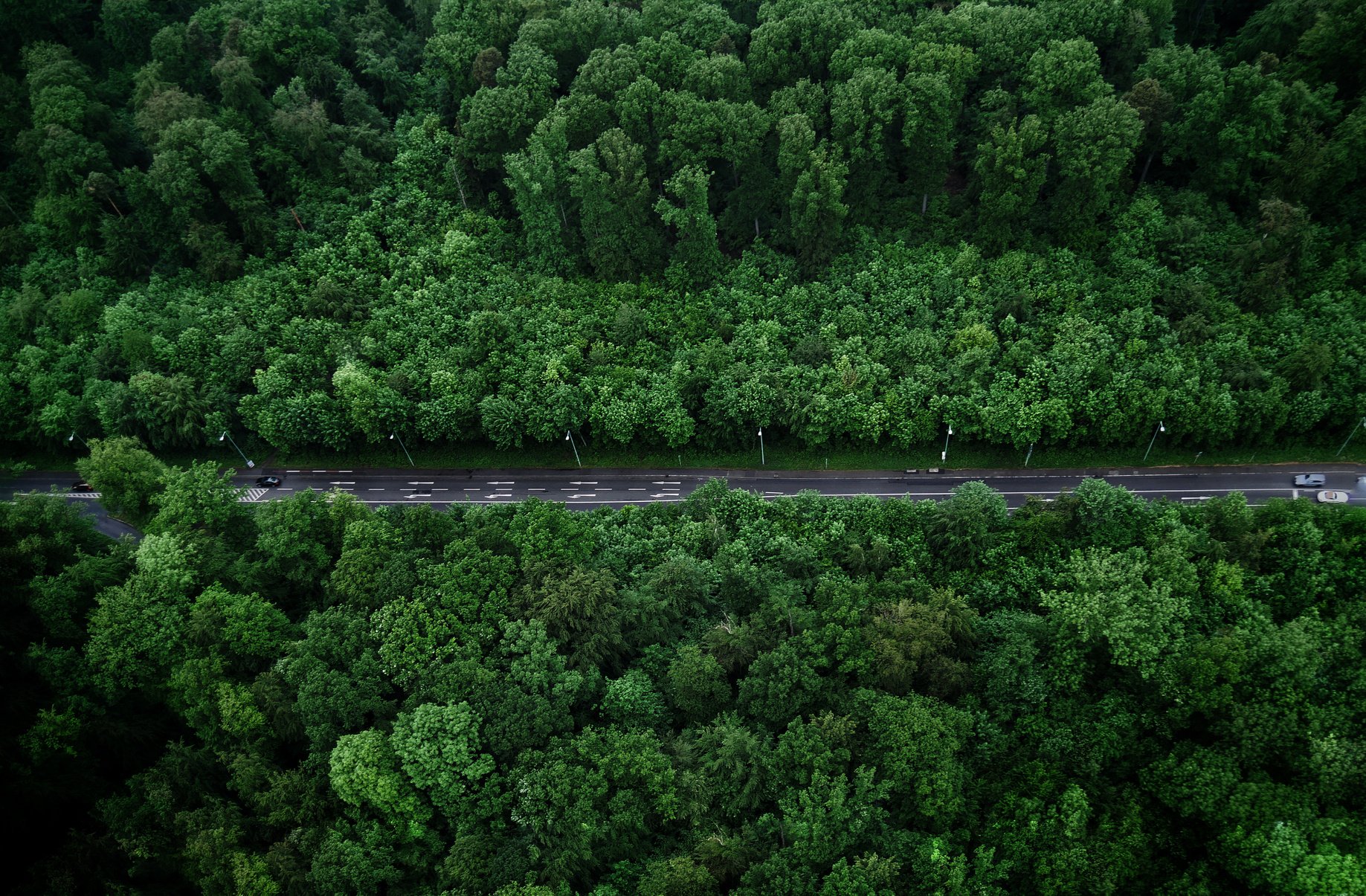 Bird's-eye View Photo of Road With Trees