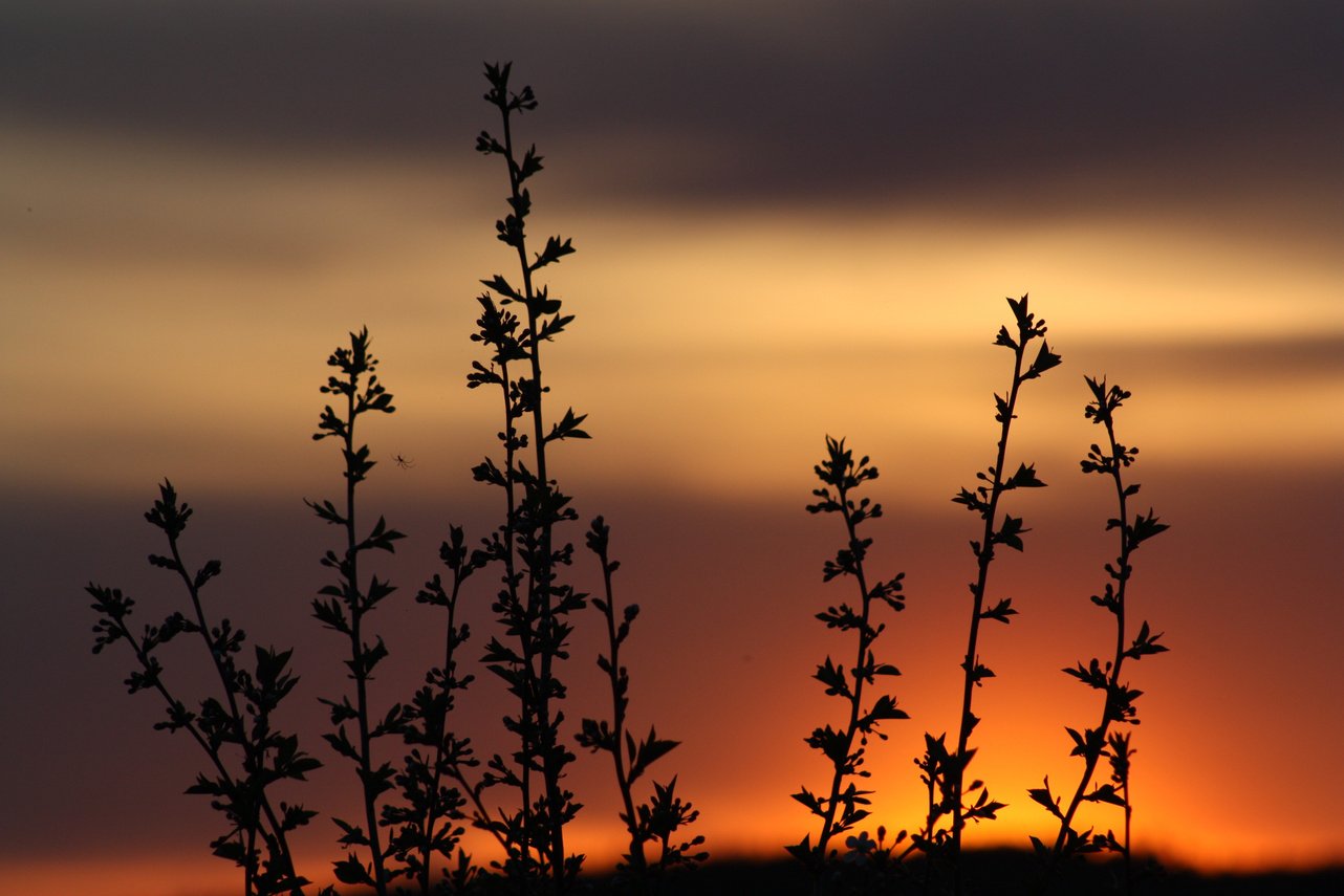 Nature Blooms in Sunset