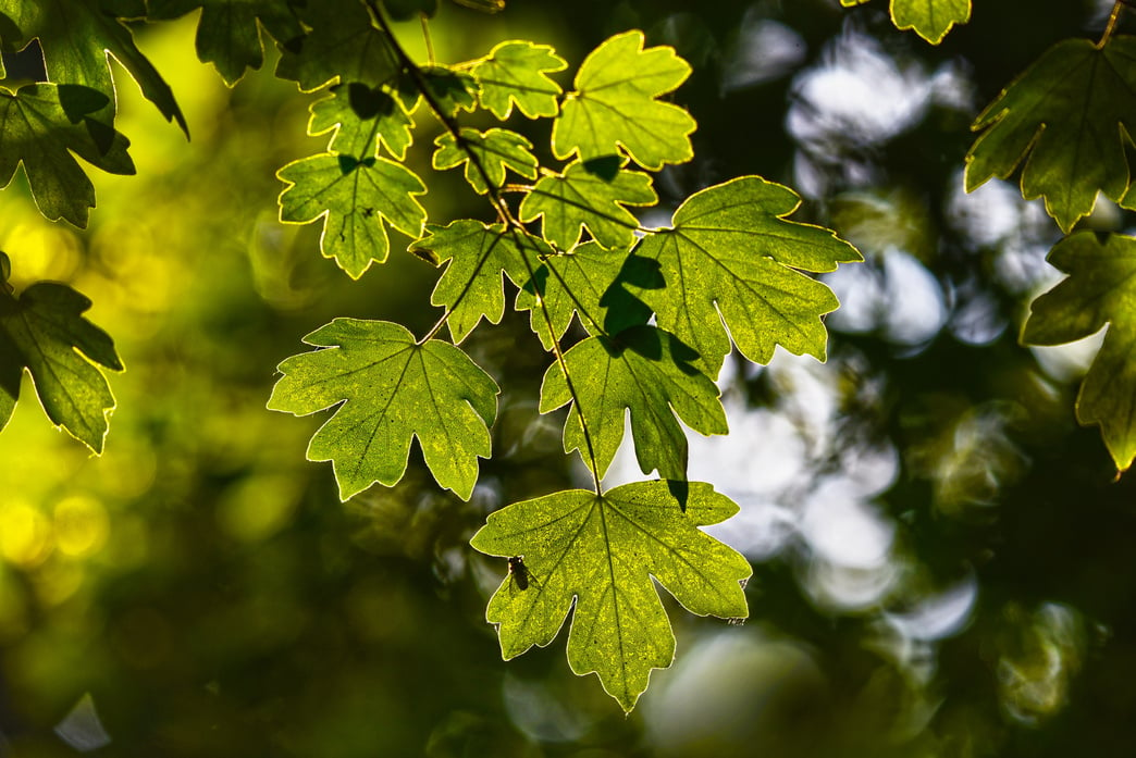 Leaves in Nature