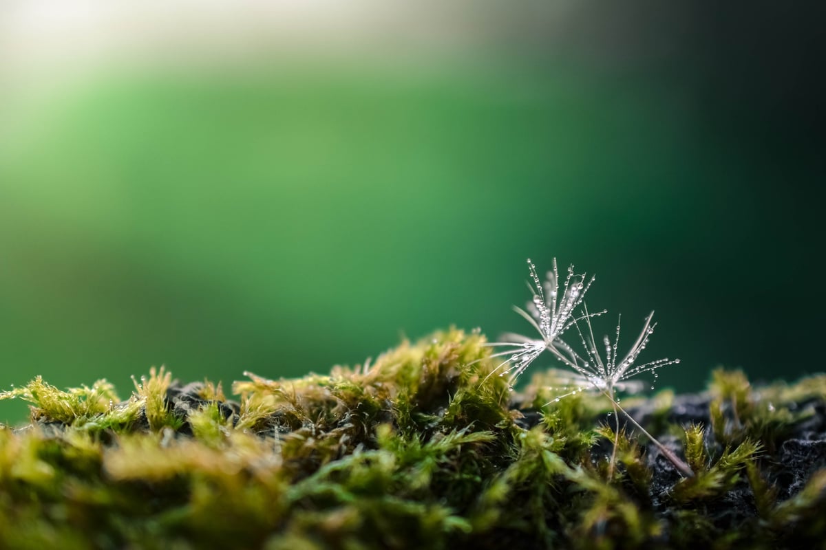 Dandelion on Mossy Ground Closeup