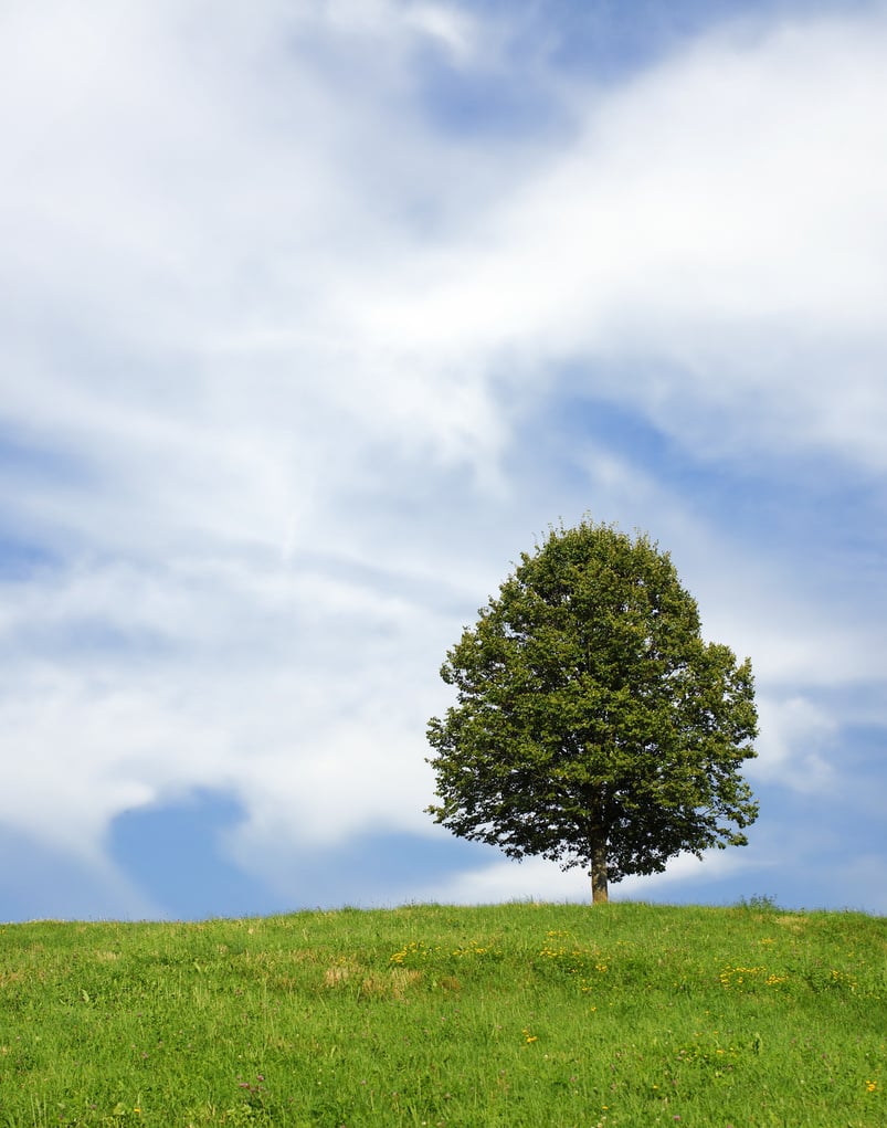 Lone Tree in Nature