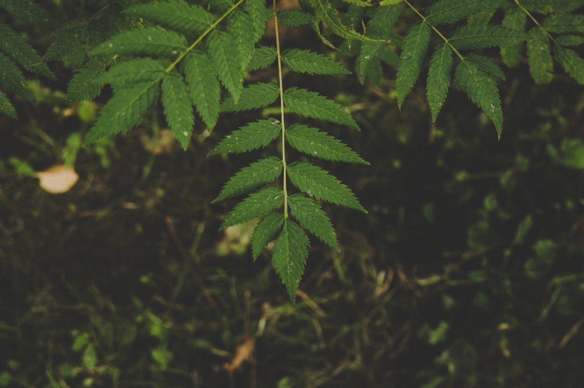 Green Leafed Tree