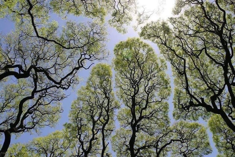 View of the Branches of Trees